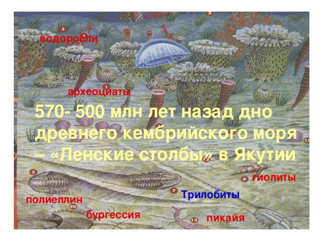 водоросли археоциаты 570- 500 млн лет назад дно древнего кембрийского моря – «Ленские столбы» в Якутии гиолиты Трилобиты полиеллин бургессия пикайя 