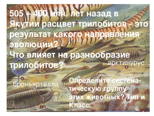 505 – 400 млн. лет назад в Якутии расцвет трилобитов - это результат какого направления эволюции? Что влияет на разнообразие трилобитов? арктинурус Определите система- тическую группу этих животных? Тип и Класс. броньяртелла 