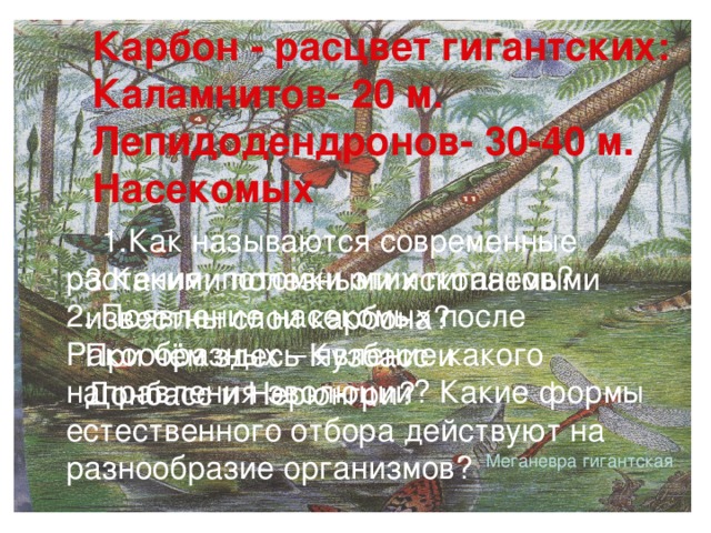 Карбон - расцвет гигантских: Каламнитов- 20 м. Лепидодендронов- 30-40 м. Насекомых  Как называются современные Как называются современные растения, потомки этих гигантов? 2. Появление насекомых после Ракообразных – явление какого направления эволюции? Какие формы естественного отбора действуют на разнообразие организмов? 3.Какими полезными ископаемыми известны слои карбона? При чём здесь Кузбасс и Донбасс и Нерюнгри? Меганевра гигантская 