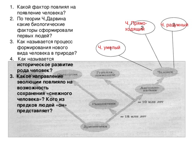 Какой фактор повлиял на появление человека? По теории Ч.Дарвина какие биологические факторы сформировали первых людей? Как называется процесс формирования нового вида человека в природе? 4. Как называется историческое развитие рода человек? 3. Какое направление эволюции повлияло на возможность сохранения «снежного человека»? Кого из предков людей «он» представляет?   3 Ч. Прямо-ходящий 2 Ч. разумный 1 Ч. умелый 