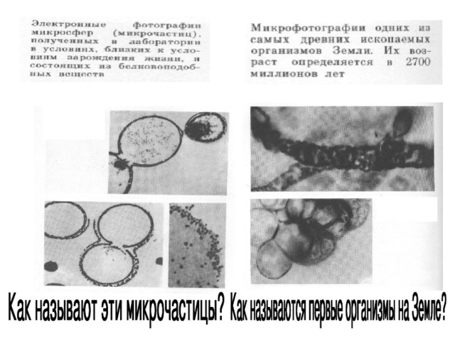 коацерват протобионт 