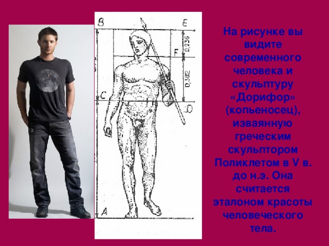 На рисунке вы видите современного человека и скульптуру «Дорифор» (копьеносец), изваянную греческим скульптором Поликлетом в V в. до н.э. Она считается эталоном красоты человеческого тела. 