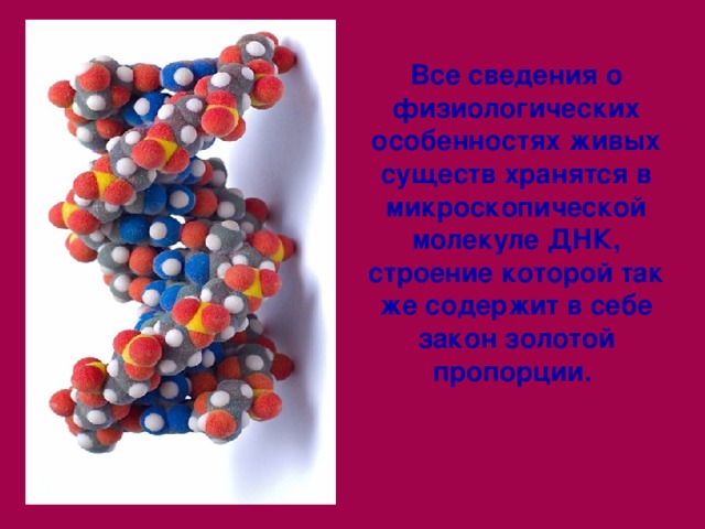 Все сведения о физиологических особенностях живых существ хранятся в микроскопической молекуле ДНК, строение которой так же содержит в себе закон золотой пропорции. 