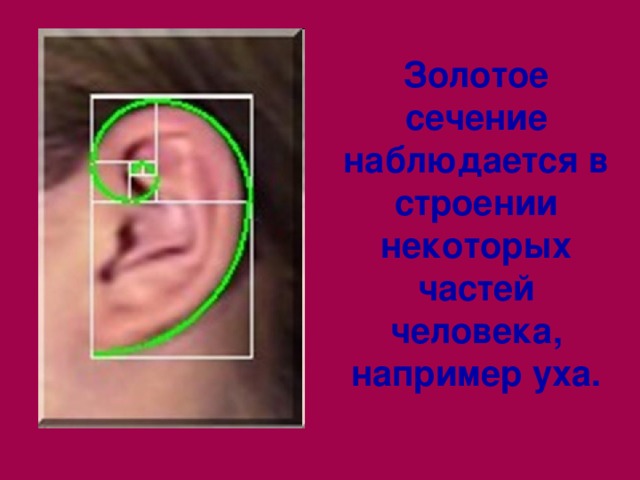 Золотое сечение наблюдается в строении некоторых частей человека, например уха. 