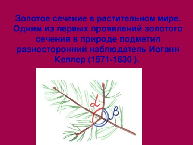 Золотое сечение в растительном мире. Одним из первых проявлений золотого сечения в природе подметил разносторонний наблюдатель Иоганн Кеплер (1571-1630 ). 