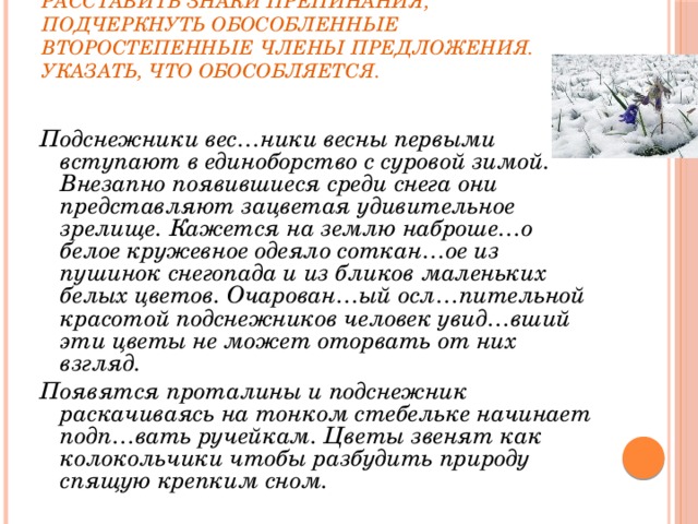 Расставить знаки препинания, подчеркнуть обособленные второстепенные члены предложения. Указать, что обособляется.   Подснежники вес…ники весны первыми вступают в единоборство с суровой зимой. Внезапно появившиеся среди снега они представляют зацветая удивительное зрелище. Кажется на землю наброше…о белое кружевное одеяло соткан…ое из пушинок снегопада и из бликов маленьких белых цветов. Очарован…ый осл…пительной красотой подснежников человек увид…вший эти цветы не может оторвать от них взгляд. Появятся проталины и подснежник раскачиваясь на тонком стебельке начинает подп…вать ручейкам. Цветы звенят как колокольчики чтобы разбудить природу спящую крепким сном. 