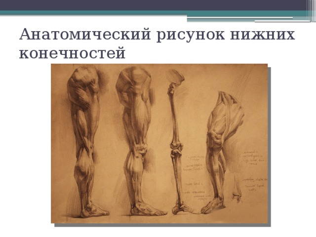 Анатомический рисунок нижних конечностей 