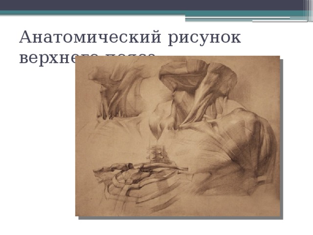 Анатомический рисунок верхнего пояса 