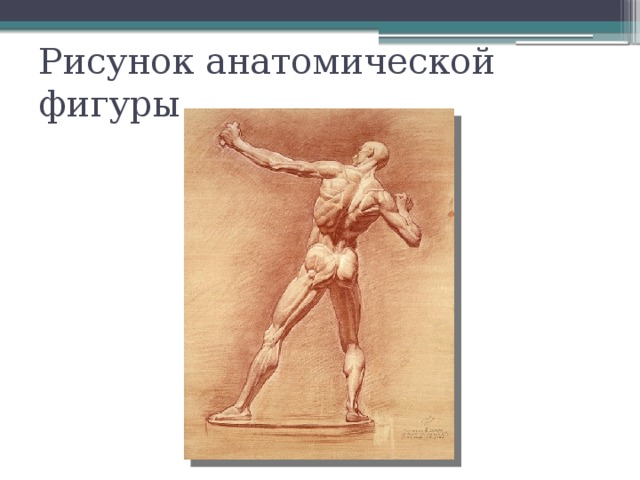 Рисунок анатомической фигуры 