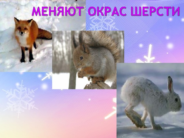 Животные меняющие окраску зимой как называется