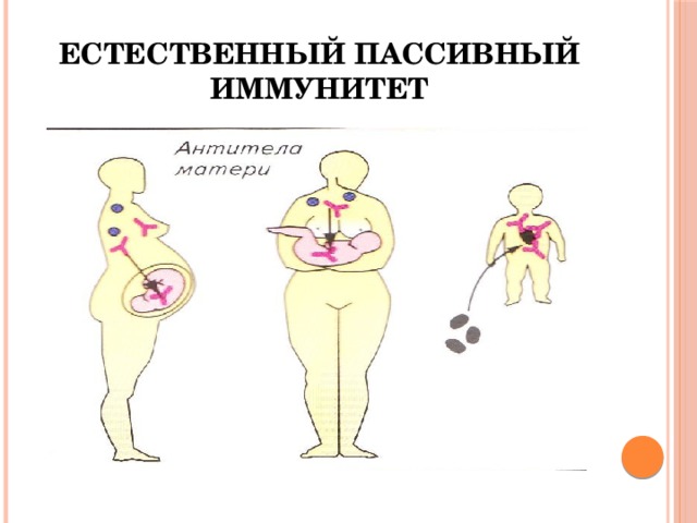 Виды иммунитета   Иммунитет Естественный Искусственный Приобретённый (после болезни ) активный Активный (под действием вакцины) Пассивный (под действием лечебной сыворотки)  Врождённый (пассивный) 