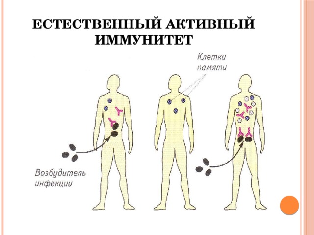 Естественный пассивный иммунитет 