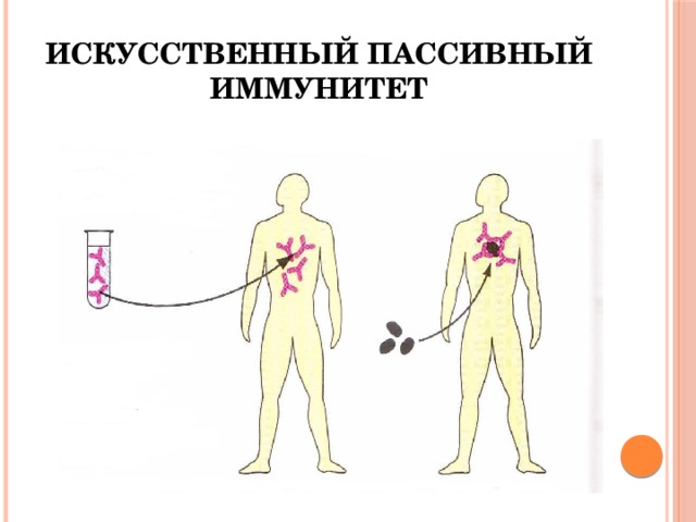 Искусственный иммунитет у человека