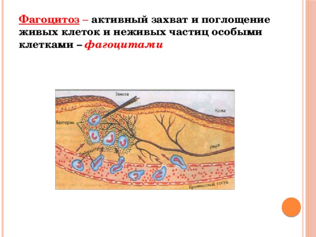 Фагоцитоз 