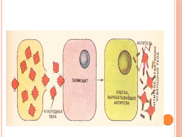 Иммунная система Центральные органы: тимус (вилочковая железа) красный костный мозг Периферические органы: - миндалины - селезенка - лимфатические узлы - лимфатические узелки 