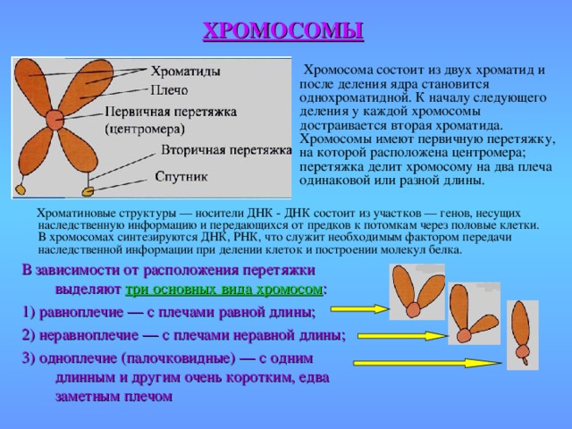 Сколько хромосом в геноме человека майнкрафт