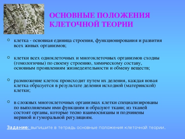 Клеточная теория строения организмов основные положения. Основные положения клеточной теории.