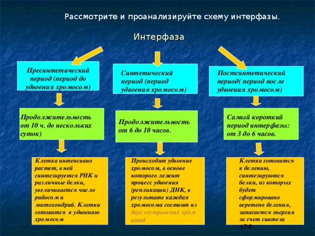 Процессы происходящие в период интерфазы. Пресинтетический период интерфазы процессы. Периоды интерфазы синтетический пресинтетический постсинтетический. Синтетический период интерфазы. Пресинтетический период синтетический период.