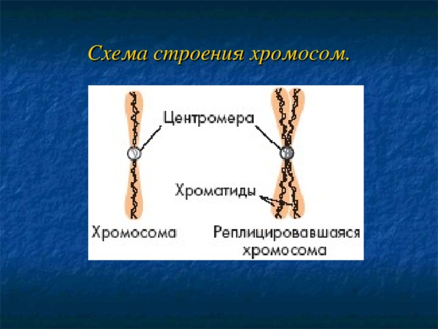 Состав хромосом. Схема строения хромосомы. Хромосомы строение и функции. Современные представления о строении хромосом. Какие части выделяют в структуре хромосомы.