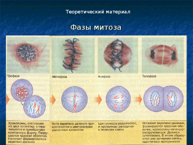 Теоретический материал Фазы митоза 