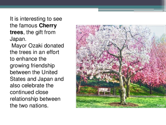 It is interesting to see the famous Cherry trees , the gift from Japan.  Mayor Ozaki donated the trees in an effort to enhance the growing friendship between the United States and Japan and also celebrate the continued close relationship between the two nations. 