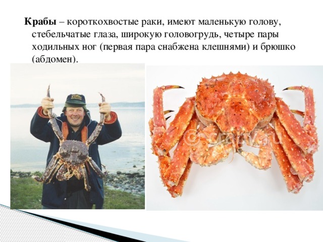 Камчатский краб презентация