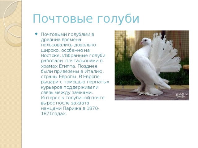 Почтовые голуби Почтовыми голубями в древние времена пользовались довольно широко, особенно на Востоке. Избранные голуби работали почтальонами в храмах Египта. Позднее были привезены в Италию, страны Европы. В Европе рыцари с помощью пернатых курьеров поддерживали связь между замками. Интерес к голубиной почте вырос после захвата немцами Парижа в 1870-1871годах . 