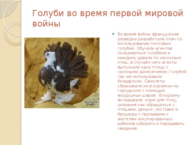 Голуби во время первой мировой войны Во время войны французская разведка разработала план по использованию почтовых голубей. Обучали агентов пользоваться голубями и каждому давали по несколько птиц, в случаях чего агенты выпускали одну птицу с срочными донесениями. Голубей так же использовали безадресно. Самолеты сбрасывали их в корзинах на города или с помощью воздушных шаров . В корзину вкладывали корм для птиц, указания как обращаться с птицами, деньги ,листовки и брошюры с призывами к жителям оккупированных районов собирать и передавать сведения. 