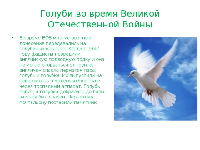 Голуби во время Великой Отечественной Войны Во время ВОВ многие военные донесения передавались на голубиных крыльях. Когда в 1942 году фашисты повредили английскую подводную лодку и она не могла оторваться от грунта, англичан спасла пернатая пара: голубь и голубка. Их выпустили на поверхность в маленькой капсуле через торпедный аппарат. Голубь погиб, а голубка добралась до базы, экипаж был спасен. Пернатому почтальону поставили памятник. 