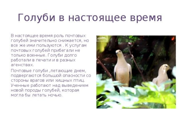 Голуби в настоящее время В настоящее время роль почтовых голубей значительно снижается, но все же ими пользуются . К услугам почтовых голубей прибегали не только военные. Голуби долго работали в печати и в разных агенствах. Почтовые голуби ,летающие днем, подвергаются большой опасности со стороны врагов или хищных птиц. Ученные работают над выведением новой породы голубей, которая могла бы летать ночью. 