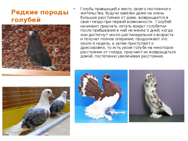 Редкие породы голубей   Голубь привыкший к месту своего постоянного жительства, будучи завезен даже на очень большое расстояние от дома, возвращается в своё гнездо при первой возможности . Голубей начинают приучать летать вокруг голубятни после пребывания в ней не менее 3 дней, когда они достигнут около шестинедельного возраста и получат полное оперение; продолжают это около 6 недель, а затем приступают к дрессировке, то есть увозя голубя на некоторое расстояние от гнезда, приучают их возвращаться домой, постепенно увеличивая расстояния. 