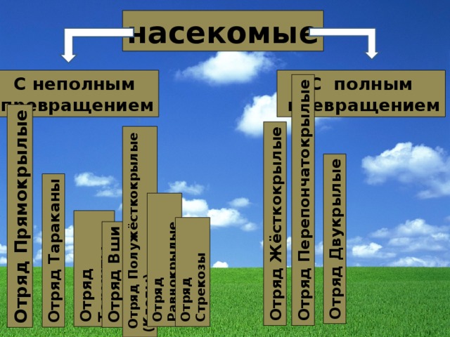 Отряд  Прямокрылые Отряд Тараканы Отряд Термиты Отряд Вши  Отряд Полужёсткокрылые (Клопы) Отряд Равнокрылые Отряд Стрекозы Отряд Жёсткокрылые Отряд Перепончатокрылые Отряд Двукрылые насекомые С полным  превращением С неполным превращением 