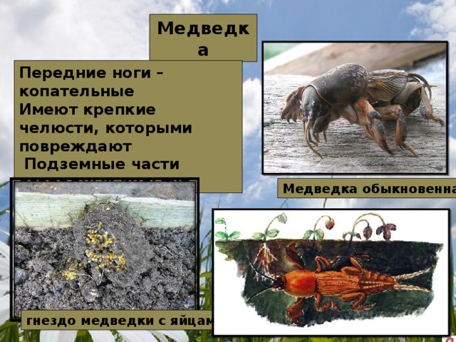 Какие функции выполняют органы крота и медведки обозначенные на рисунке