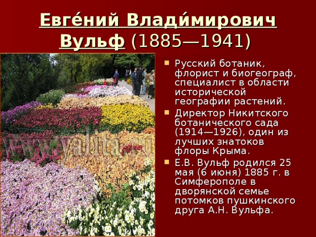 Евге́ний Влади́мирович Вульф (1885—1941) Русский ботаник, флорист и биогеограф, специалист в области исторической географии растений. Директор Никитского ботанического сада (1914—1926), один из лучших знатоков флоры Крыма. Е.В. Вульф родился 25 мая (6 июня) 1885 г. в Симферополе в дворянской семье потомков пушкинского друга А.Н. Вульфа. 