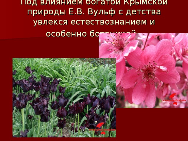 Под влиянием богатой Крымской природы Е.В. Вульф с детства увлекся естествознанием и особенно ботаникой.  