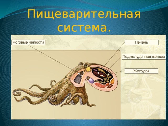 Дыхание головоногих. Система органов головоногих моллюсков. Строение пищеварительной системы головоногих моллюсков. Пищеварительная система головоногих моллюсков 7 класс биология. Выделительная система головоногих.