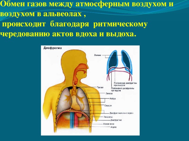 Обмен газов между атмосферным воздухом и воздухом в альвеолах ,  происходит благодаря ритмическому чередованию актов вдоха и выдоха. 