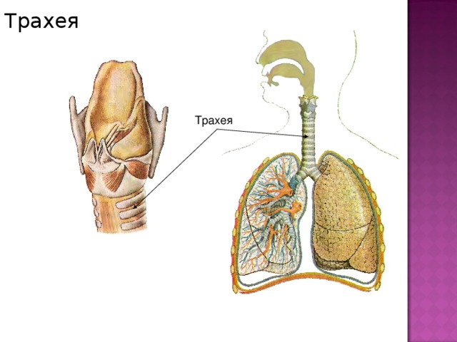 Трахея рисунок егэ