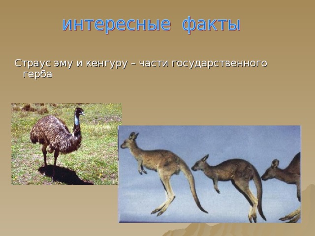 Страус эму и кенгуру – части государственного герба 