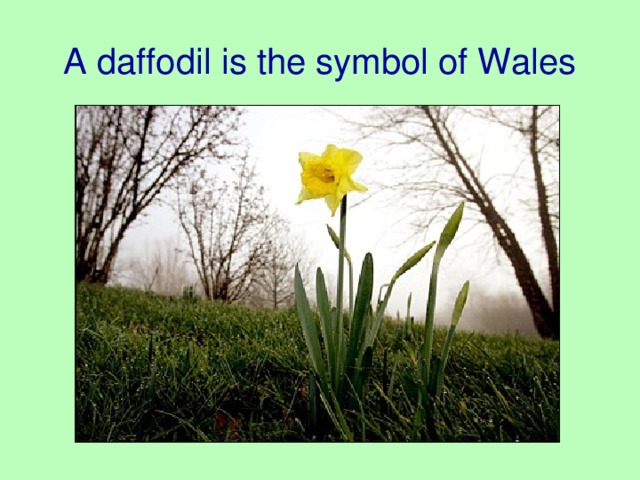 Daffodil symbol