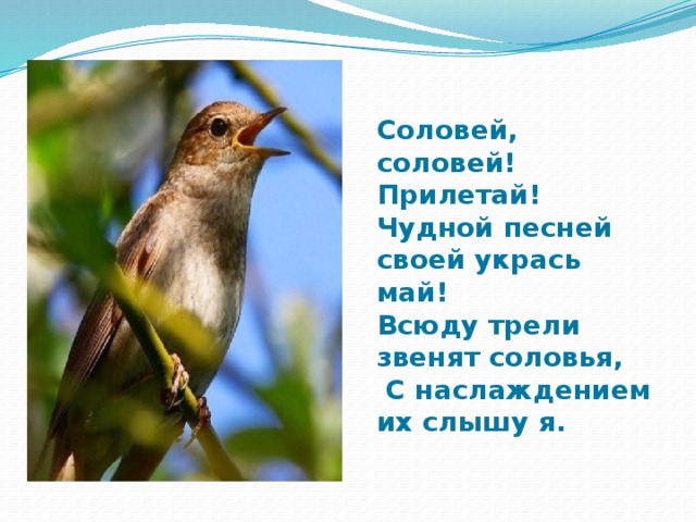 Песнь соловья полностью. Стихотворение Соловей. Стишок про соловья. День соловья. Соловей описание.