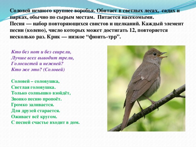 Соловей программа. Стихи про соловья русских поэтов. Стихотворение соловьи. Соловьи текст. Стих про соловья для детей.