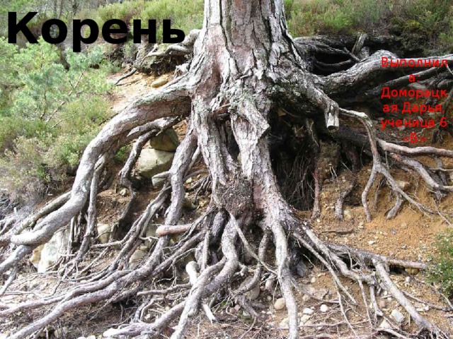 Корень Выполнила: Доморацкая Дарья, ученица 6 «В» 