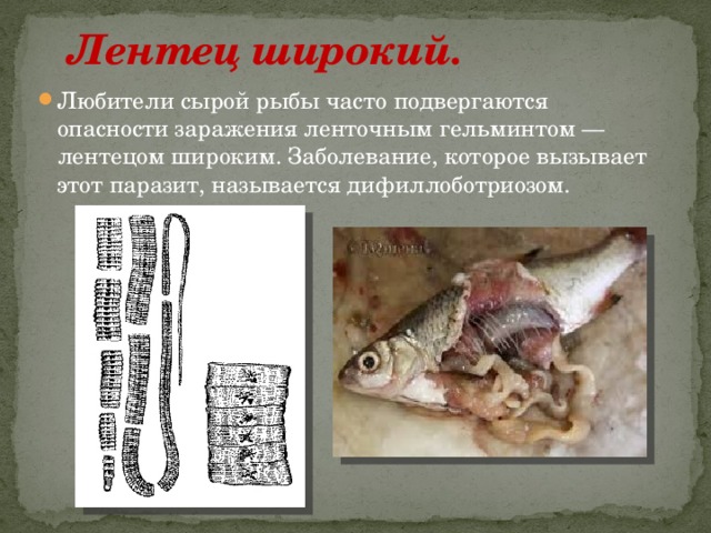 Лентец широкий.  Любители сырой рыбы часто подвергаются опасности заражения ленточным гельминтом — лентецом широким. Заболевание, которое вызывает этот паразит, называется дифиллоботриозом. 