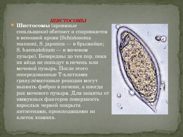 Шистосомы   Шистосомы  (кровяные сосальщики) обитают и спариваются в венозной крови [Schistosoma mansoni, S. japonica — в брыжейке; S. haematobium — в мочевом пузыре). Безвредны до тех пор, пока их яйца не попадут в печень или мочевой пузырь. После этого опосредованные Т-клетками гранулёматозные реакции могут вызвать фиброз в печени, а иногда рак мочевого пузыря. Для защиты от иммунных факторов поверхность взрослых червей покрыта антигенами, происходящими из клеток хозяина. 