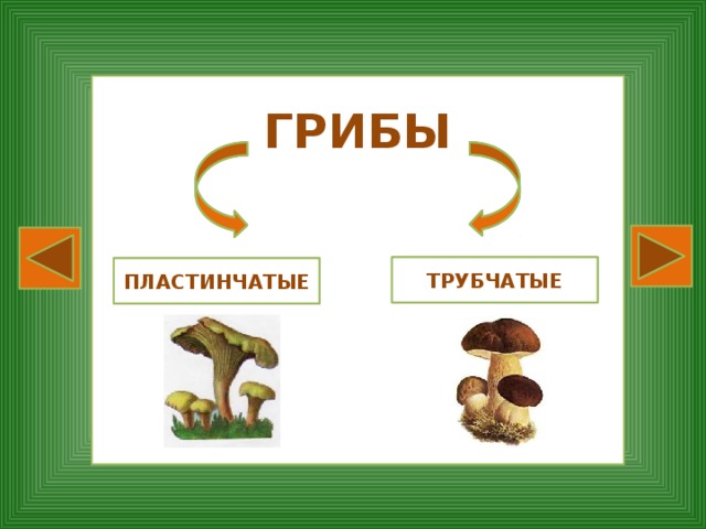 ГРИБЫ      ТРУБЧАТЫЕ ПЛАСТИНЧАТЫЕ 