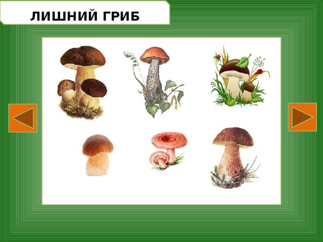Грибы растения животные что лишнее. Четвертый лишний грибы. Найди лишний гриб. Игра четвертый лишний грибы. Четвертый лишний грибы ягоды.