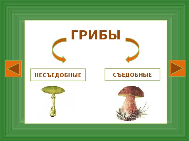 Проект 5 класс биология грибы съедобные