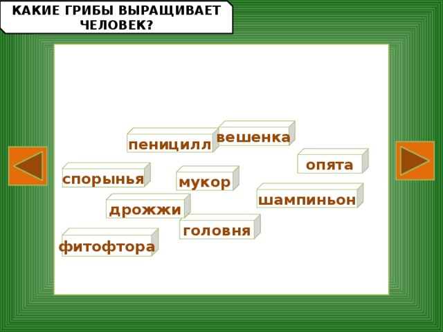 КАКИЕ ГРИБЫ ВЫРАЩИВАЕТ  ЧЕЛОВЕК? вешенка пеницилл опята спорынья мукор шампиньон дрожжи головня фитофтора 