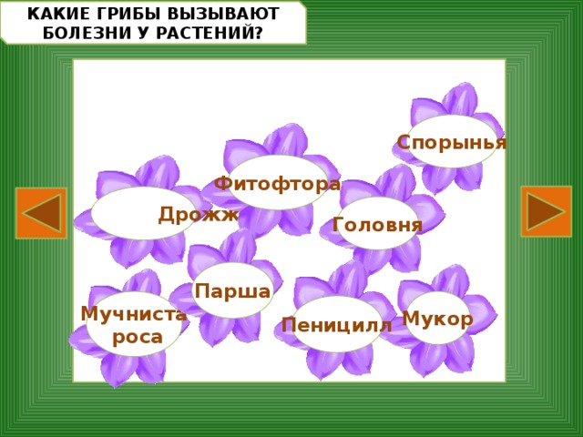 КАКИЕ ГРИБЫ ВЫЗЫВАЮТ БОЛЕЗНИ У РАСТЕНИЙ? Спорынья Фитофтора  Дрожжи Головня Парша Мукор Мучниста  роса Пеницилл 